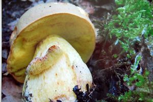 Hřib plavý - Boletus impolitus Fr. 1838