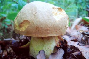 Hřib plavý - Boletus impolitus Fr. 1838