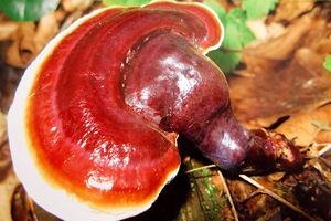 Lesklokorka lesklá - Ganoderma lucidum (Curtis) P. Karst. 1881