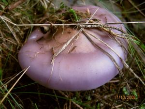 Čirůvka fialová - Lepista nuda (Bull.) Cooke 1871