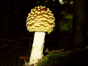 Muchomůrka královská - Amanita regalis