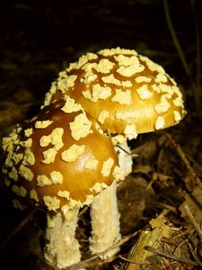 Muchomůrka královská - Amanita regalis