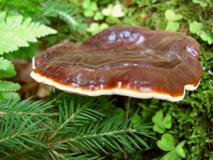 Lesklokorka lesklá - Ganoderma lucidum