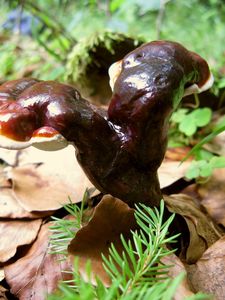 Lesklokorka lesklá - Ganoderma lucidum