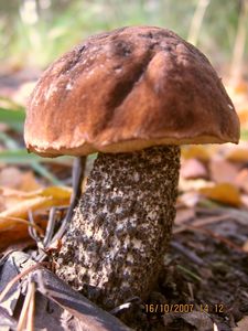 Kozák březový černohnědý - Leccinum scabrum var.melaneum (Smotl.) Dermek sensu Dremek