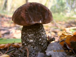 Kozák březový černohnědý - Leccinum scabrum var.melaneum (Smotl.) Dermek sensu Dremek