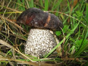 Kozák březový černohnědý - Leccinum scabrum var.melaneum (Smotl.) Dermek sensu Dremek