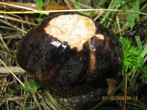 Kozák březový černohnědý - Leccinum scabrum var.melaneum (Smotl.) Dermek sensu Dremek