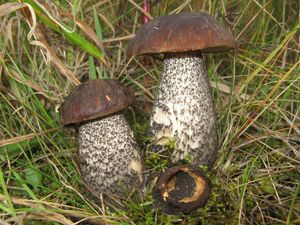 Kozák březový černohnědý - Leccinum scabrum var.melaneum (Smotl.) Dermek sensu Dremek