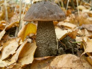 Kozák březový černohnědý - Leccinum scabrum var.melaneum (Smotl.) Dermek sensu Dremek