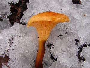 Lištička pomerančová - Hygrophoropsis aurantiaca (Wulfen) Maire 1921