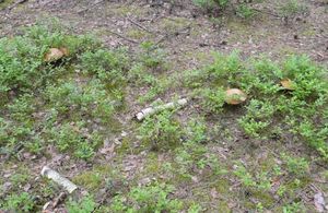 Klikni pro velký obrázek