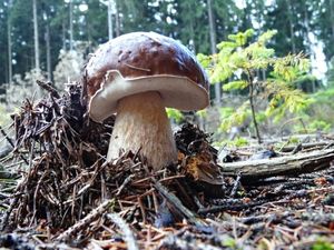 Klikni pro velký obrázek