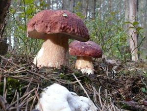 Klikni pro velký obrázek