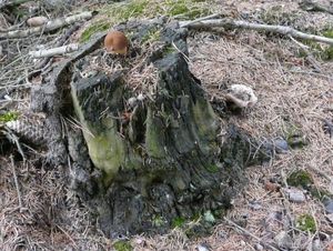 Klikni pro velký obrázek