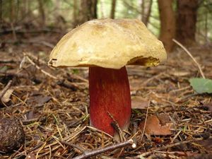 Klikni pro velký obrázek