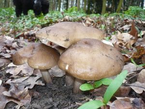 Klikni pro velký obrázek