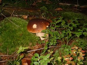 Klikni pro velký obrázek