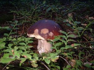 Klikni pro velký obrázek