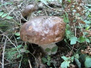 Klikni pro velký obrázek