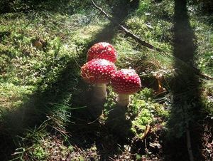 Klikni pro velký obrázek