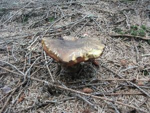 Klikni pro velký obrázek