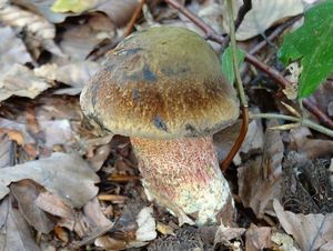 Klikni pro velký obrázek