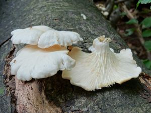 Hlíva plicní - Pleurotus pulmonarius (Fr.) Quél. 1872