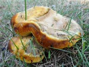 Hnědák Schweinitzův - Phaeolus schweinitzii (Fr.) Pat. 1900