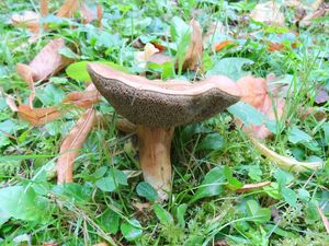 Klikni pro velký obrázek