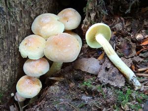 Klikni pro velký obrázek