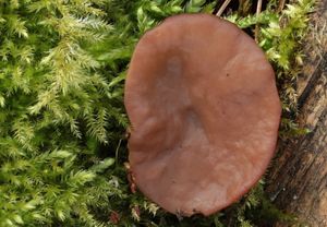 Klikni pro velký obrázek