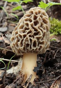 Klikni pro velký obrázek