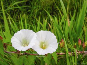 Opletník plotní (Calystegia sepium)