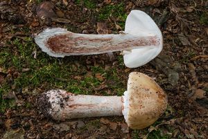 Muchomůrka růžovka - Amanita rubescens Pers. 1797