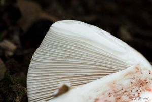 Muchomůrka růžovka - Amanita rubescens Pers. 1797
