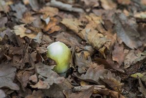 Muchomůrka zelená - Amanita phalloides (Vaill. ex Fr.) Link 1833