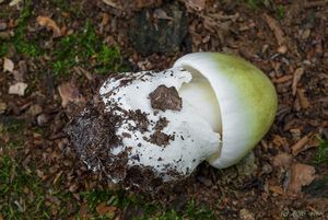 Muchomůrka zelená - Amanita phalloides (Vaill. ex Fr.) Link 1833
