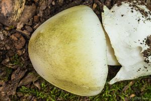 Muchomůrka zelená - Amanita phalloides (Vaill. ex Fr.) Link 1833