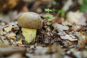 Klikni pro velký obrázek