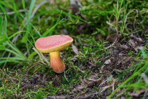 Klikni pro velký obrázek