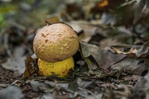 Klikni pro velký obrázek