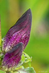 Hořec panonský (Gentiana pannonica)