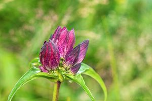 Hořec panonský (Gentiana pannonica)