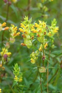 Kokrhel větší (Rhinanthus major L.)