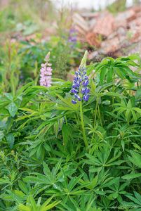 Lupina mnoholistá (Lupinus polyphyllus)