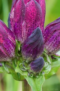 Hořec panonský (Gentiana pannonica)