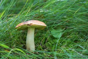 Hřib skvrnitý - Boletus depilatus Redeuilh 1986
