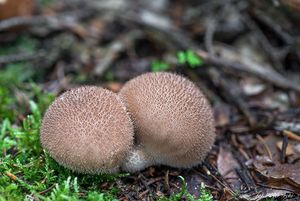 Pýchavka huňatá - Lycoperdon umbrinum Pers.