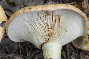 Ryzec pásovaný - Lactarius zonarius (Bull.) Fr.